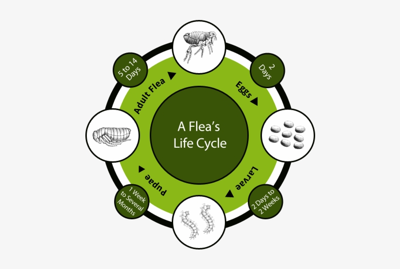 How To Get Rid Of Fleas - Flea, transparent png download