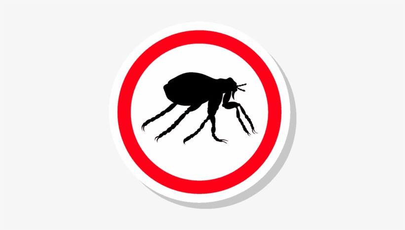 From Reviews Of Popular Flea Killing Products To Step - Weevil, transparent png download