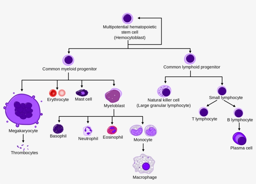 A Simplified Overview Of Normal Human Hematopoiesis - Diagrama De La Hematopoyesis, transparent png download