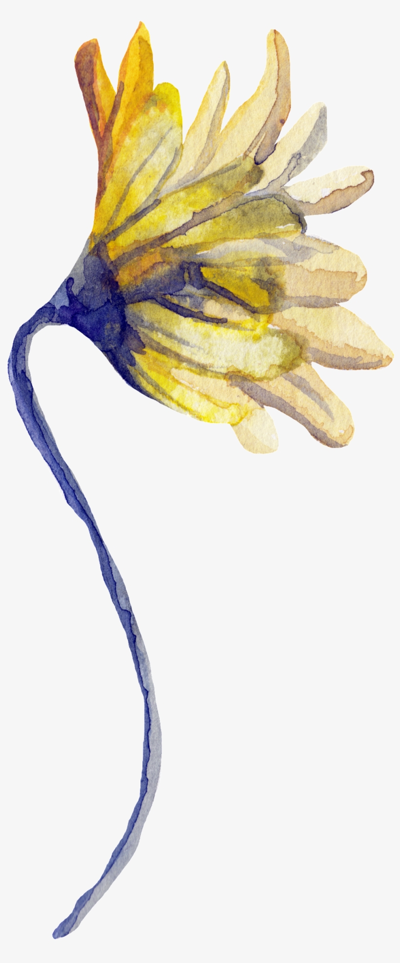 Png De Ornamentação Transparente Para Flores Florais - Sunflower, transparent png download