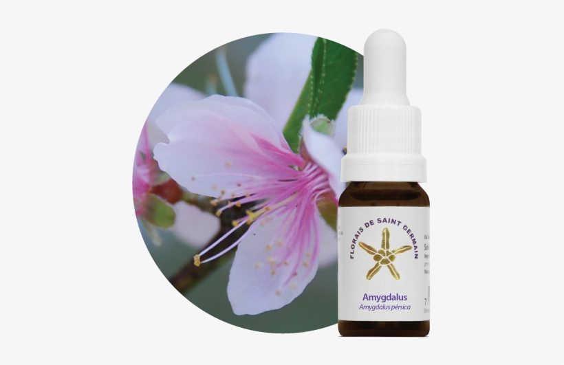 Amygdalus - Fsg - Terapia Floral Saint Germain, transparent png download