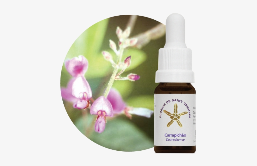 Carrapichao - Fsg - Gracilis Floral Saint Germain, transparent png download