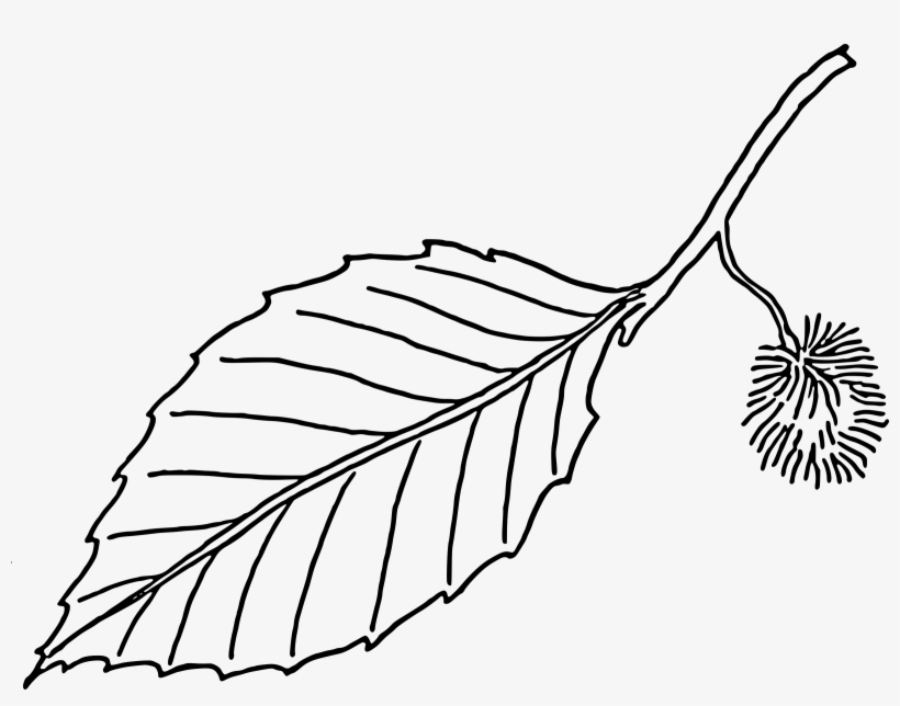 Svg Library Library Beech Leaf Big Image Png - Leaf Clip Art Black And White Png, transparent png download