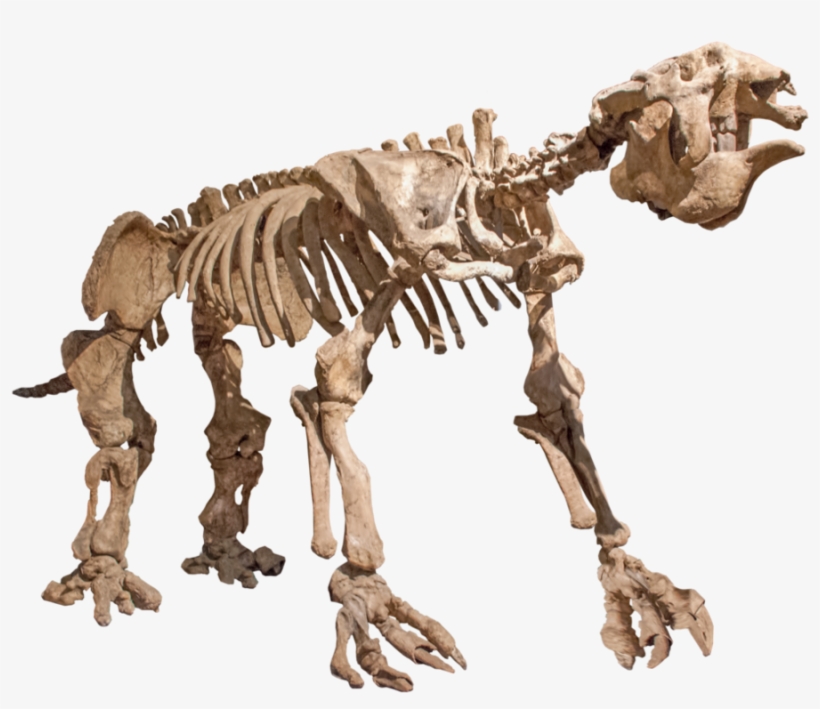 Visit - Animal Skeleton Png, transparent png download