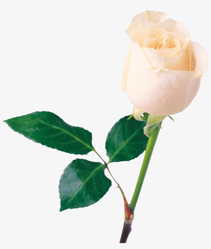 Png Image Information, transparent png download