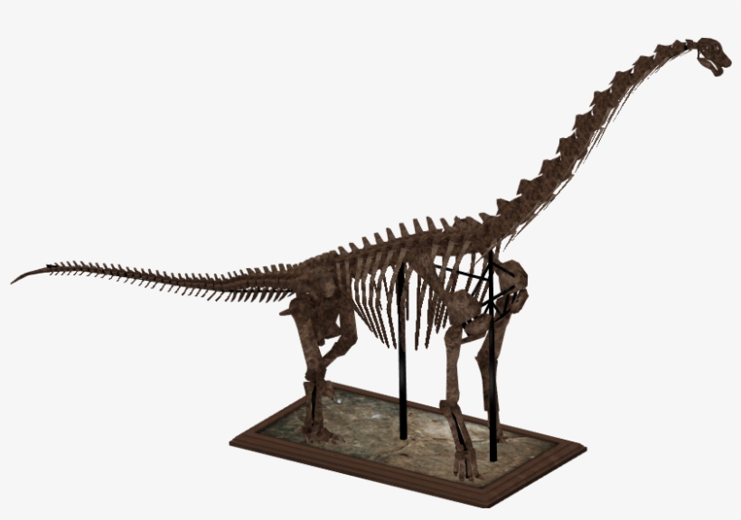 Brachiosaurus Skeleton - Zt2 Dinosaur Skeletons, transparent png download