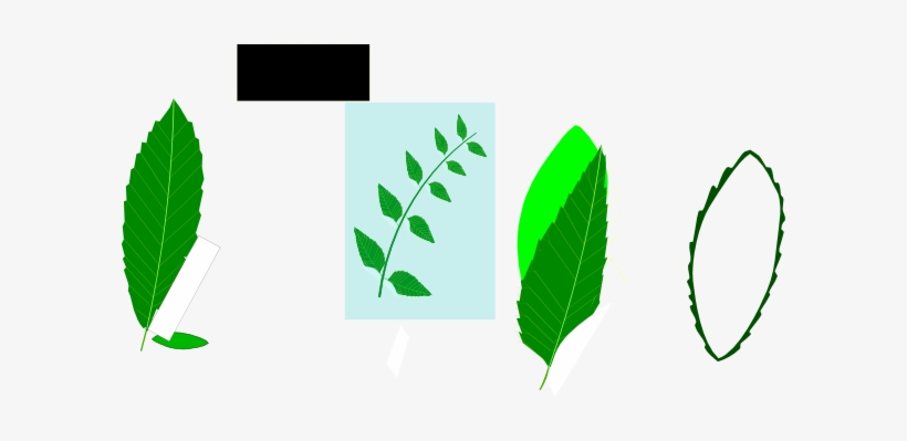 medicinal leaves clip art at clker com neem leaves clipart png transparent png 600x319 free download on nicepng neem leaves clipart png transparent png