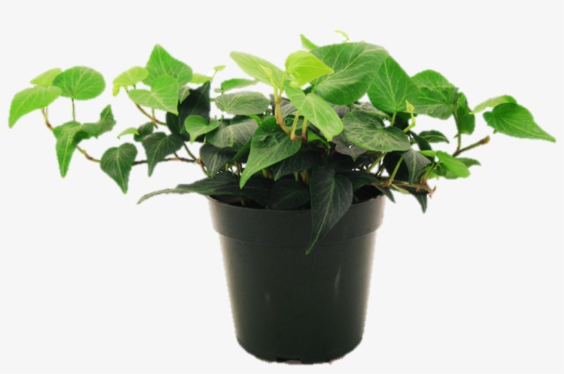 Houseplant - Natural Herbal Cures & Remedies, transparent png download