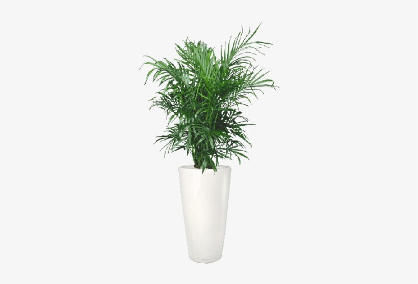 Bamboo Palm - Cataractarum Palm, transparent png download