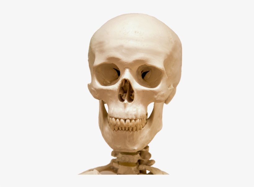 Head Skull And Part Skeleton - Human Skulls Png, transparent png download