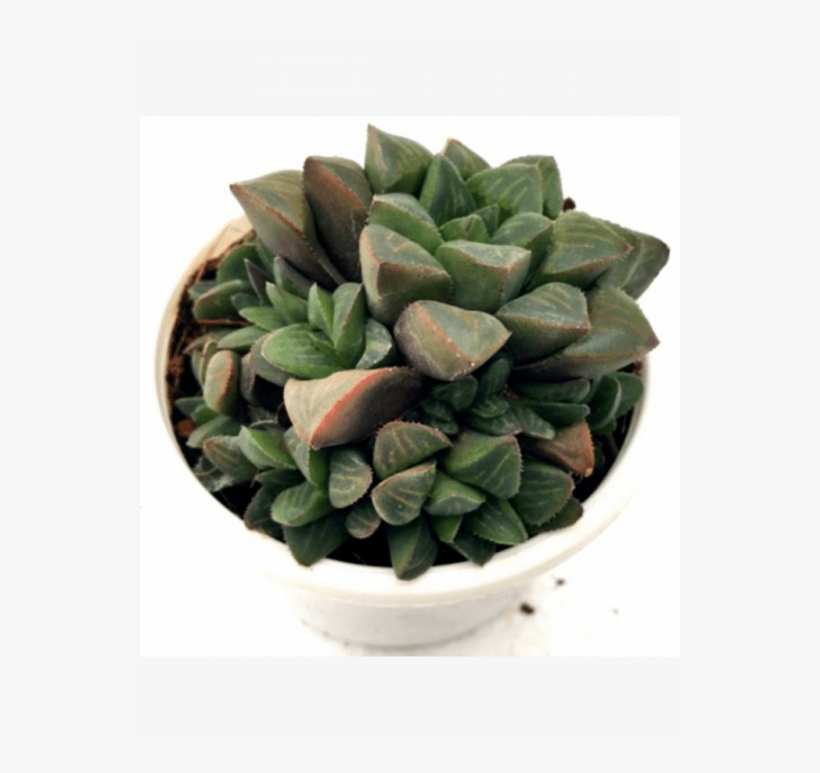 Haworthia Retusa Succulent Plant - Haworthia, transparent png download