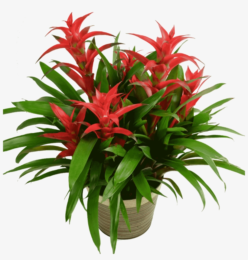 Aechmea, transparent png download