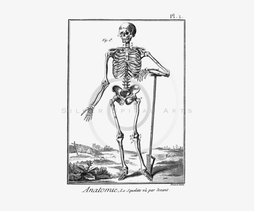 Skeletons Png, transparent png download