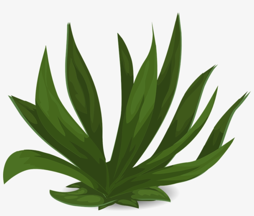 Plant Protection - Plants, transparent png download
