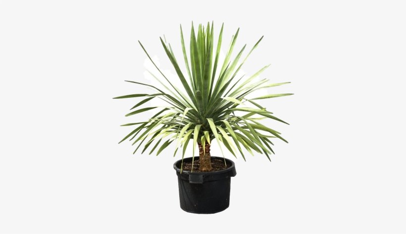 This Exotic Plant Can Surely Make A Bold Statement - Dragon Tree, transparent png download