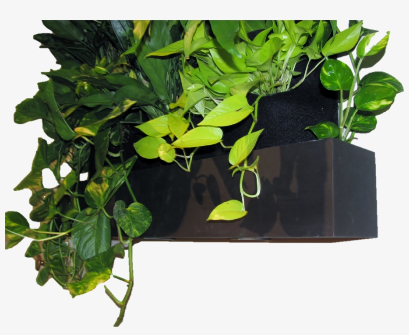 36in Reservoir With Plants, transparent png download