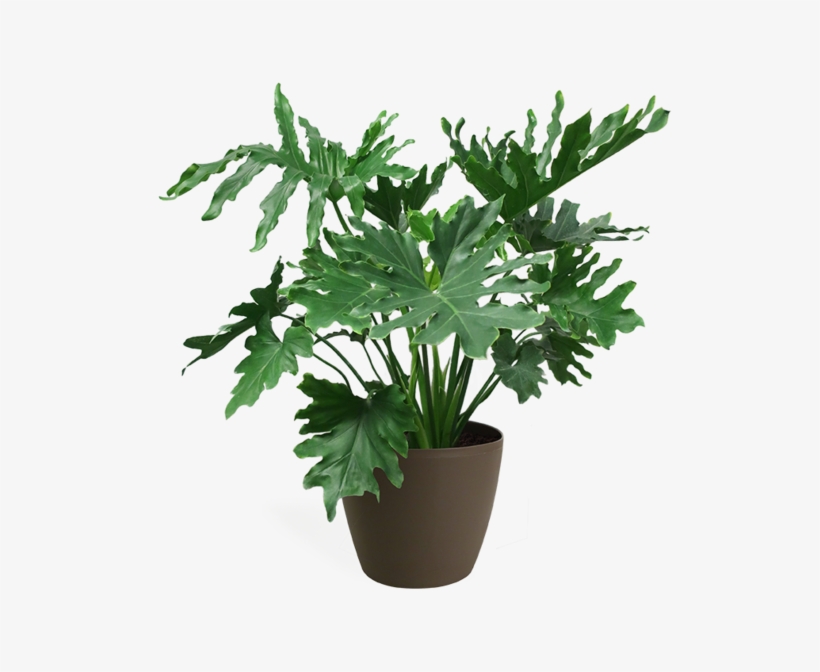 Philodendron Selloum Medium - Philodendron Png, transparent png download