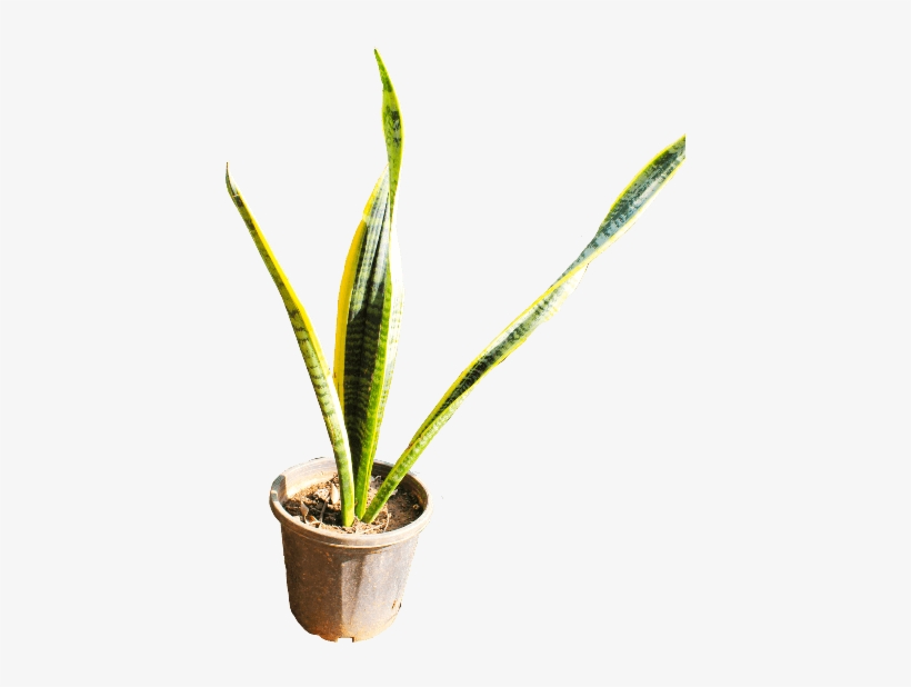 If You Like This Template And Want To Use Them, Please - Houseplant, transparent png download