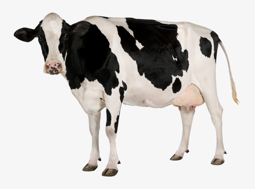 Cow Png Image - Cow With White Background Transparent PNG - 732x530