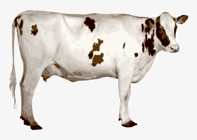 Cow Png - Indian Cow Png, transparent png download