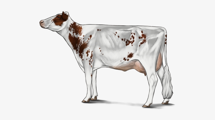 Holstein - Cattle, transparent png download