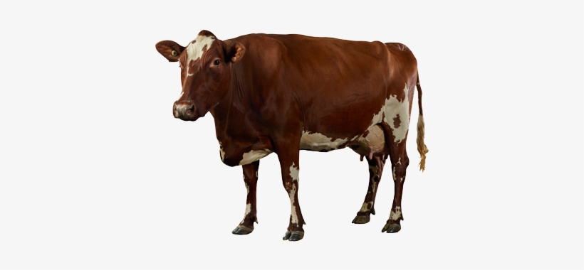 Dairy Cow Png High-quality Image - Portable Network Graphics, transparent png download
