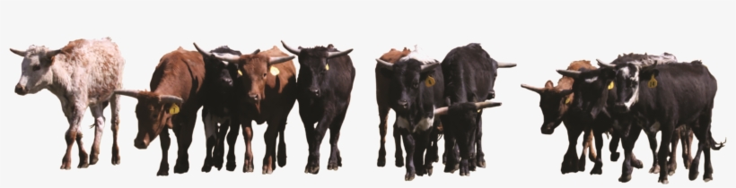 A Herd Of Cattle - Herd Of Cattle Png, transparent png download