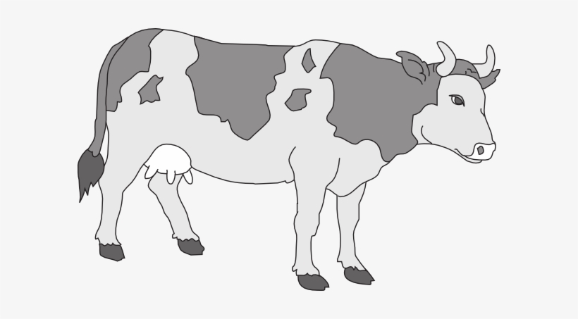 Gray Colored Cow Svg Clip Arts 600 X 373 Px, transparent png download