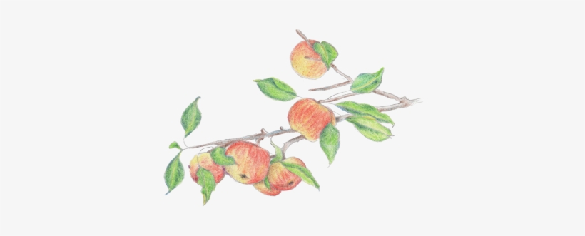 Welcome - Rose Hip, transparent png download