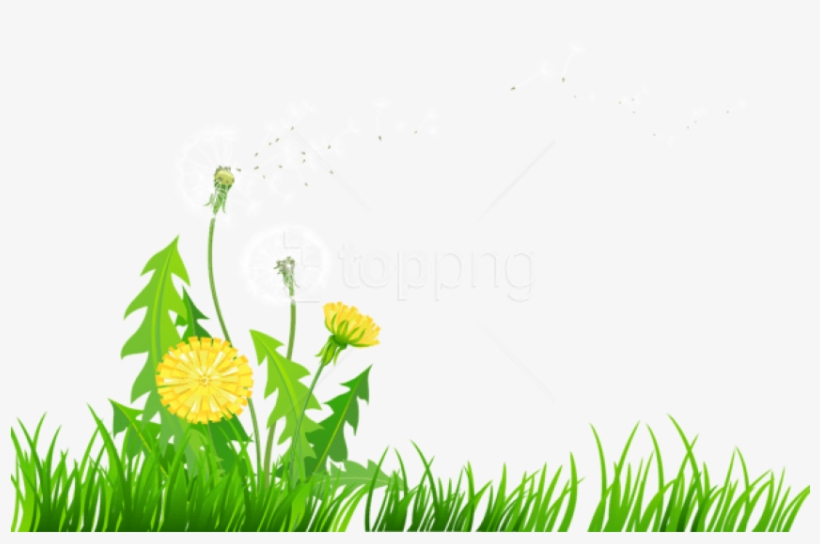 Download Grass With Dandelions Png Images Background - Dandelions Clip Art, transparent png download
