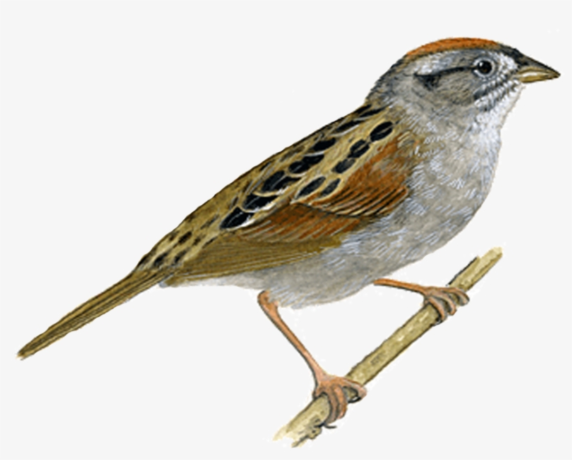 Beautiful Sparrow - Sparrow Png, transparent png download