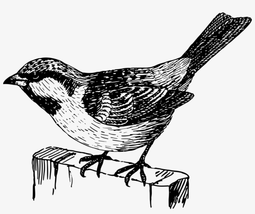 House Sparrow Bird Italian Sparrow Kilobyte - Black And White Sparrow Clipart Png, transparent png download