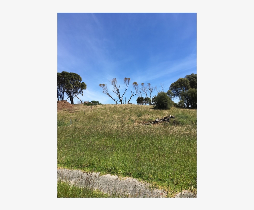 Lot 8 Ross Ave, Currie - Grass, transparent png download