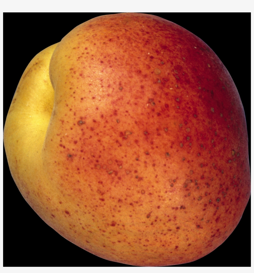 The Peach Is A Deciduous Tree - Fruit, transparent png download