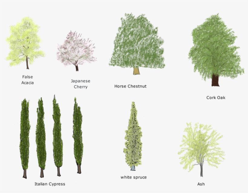 Trees - Pond Pine, transparent png download