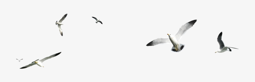 5, transparent png download