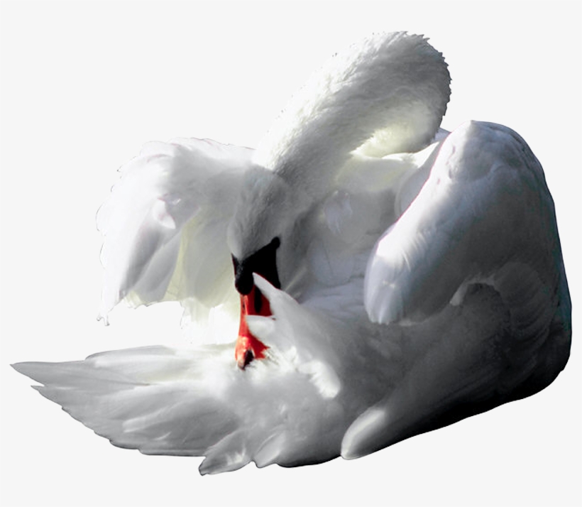 1222 Photoobject, transparent png download