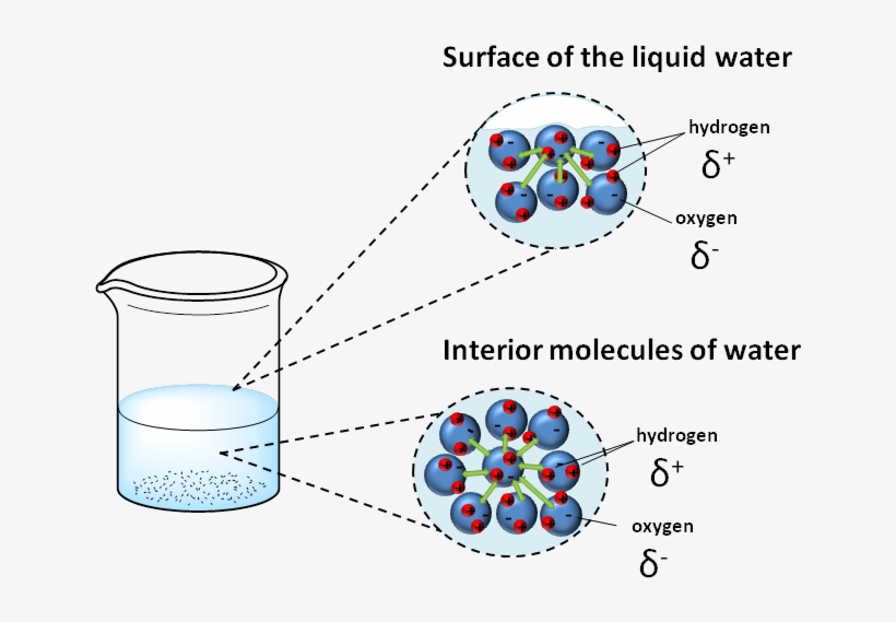 At A Macroscopic Level, The Actuation Of These Forces - Diagram, transparent png download
