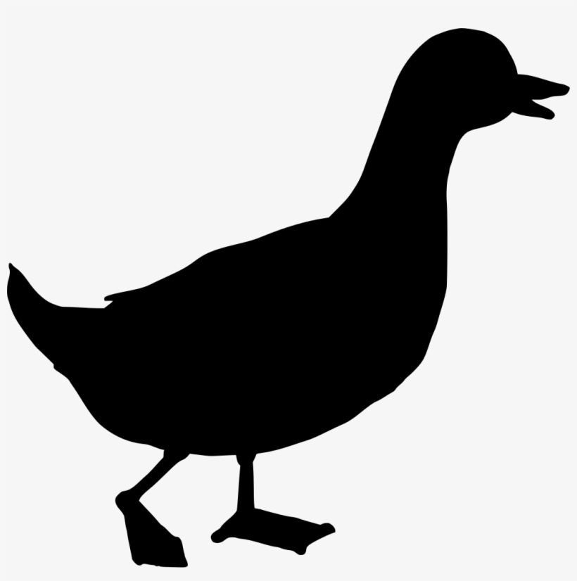 Download Png - Duck, transparent png download