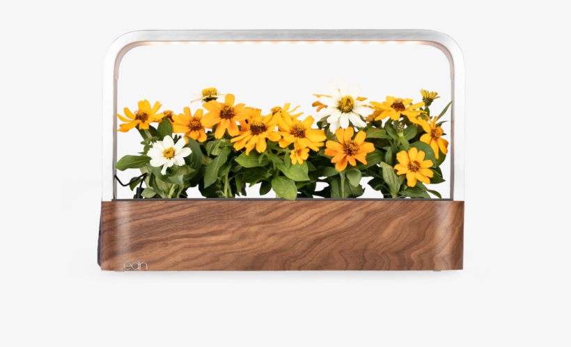 Sunflower, transparent png download