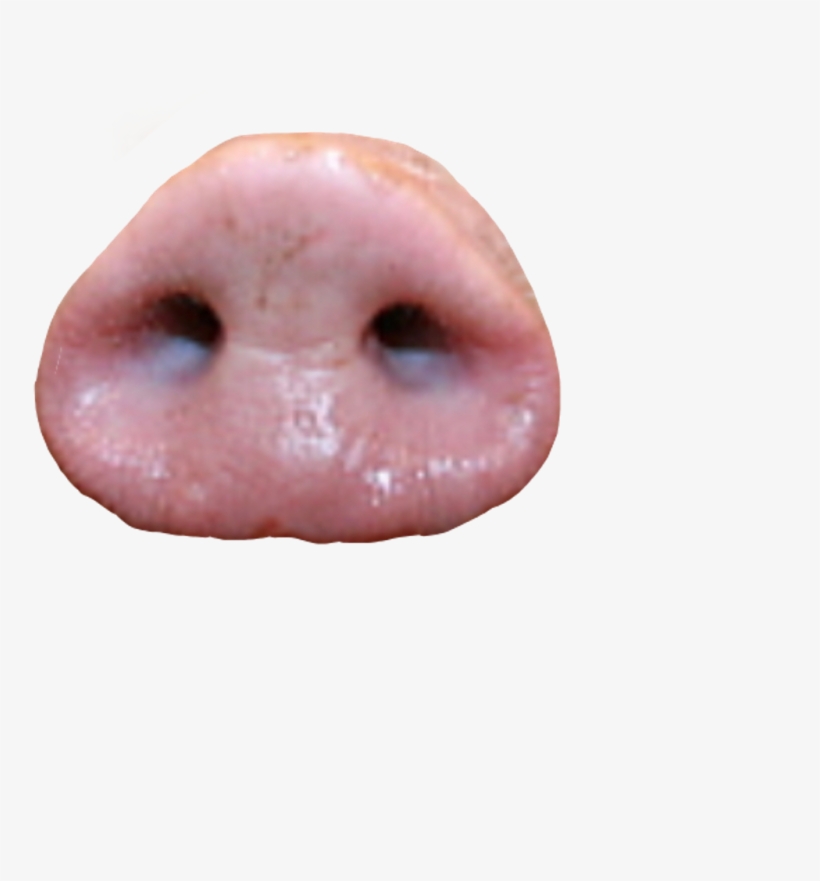 Pignose Sticker - Barn Owl, transparent png download