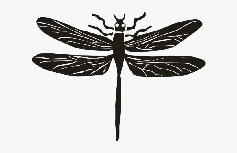 Dragonfly - Dragonflies And Damseflies, transparent png download