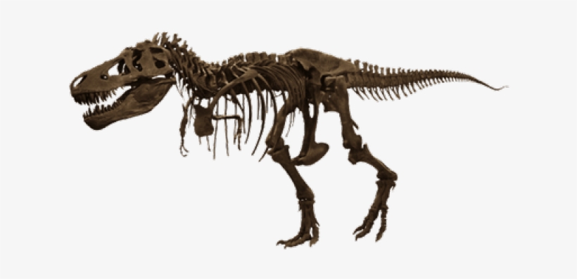 Sleleton Clipart T Rex Bone - American Museum Of Natural History, transparent png download