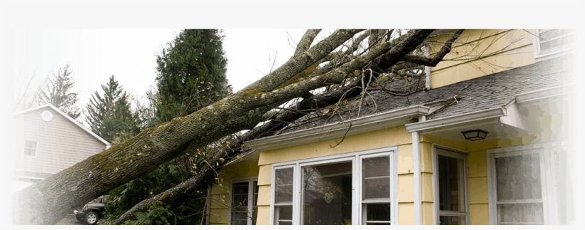 Salt Lake City, Utah Wind Damage Cleanup - Happens When A Tree Falls, transparent png download