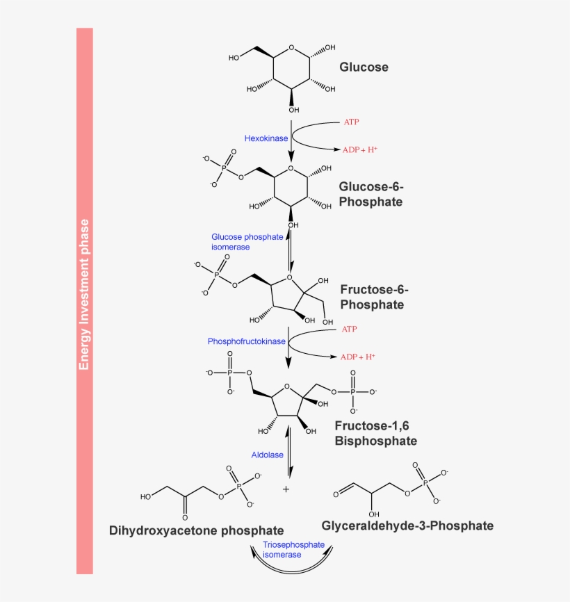 Hexokinase Catalyzes The Phosphorylation Of Glucose, - Glycolysis Reaction, transparent png download