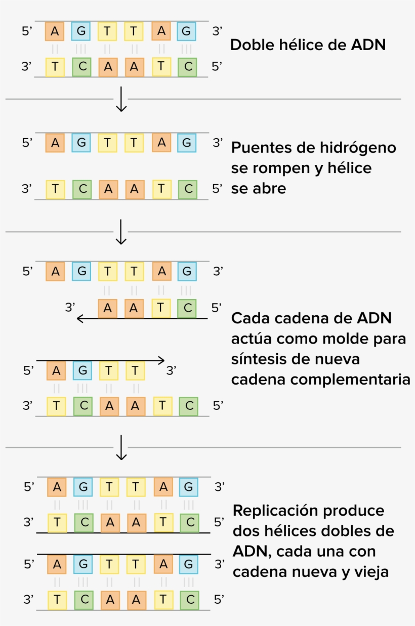 Esquema Del Modelo Básico De Watson Y Crick Sobre La - Cadena Complementaria De Adn, transparent png download