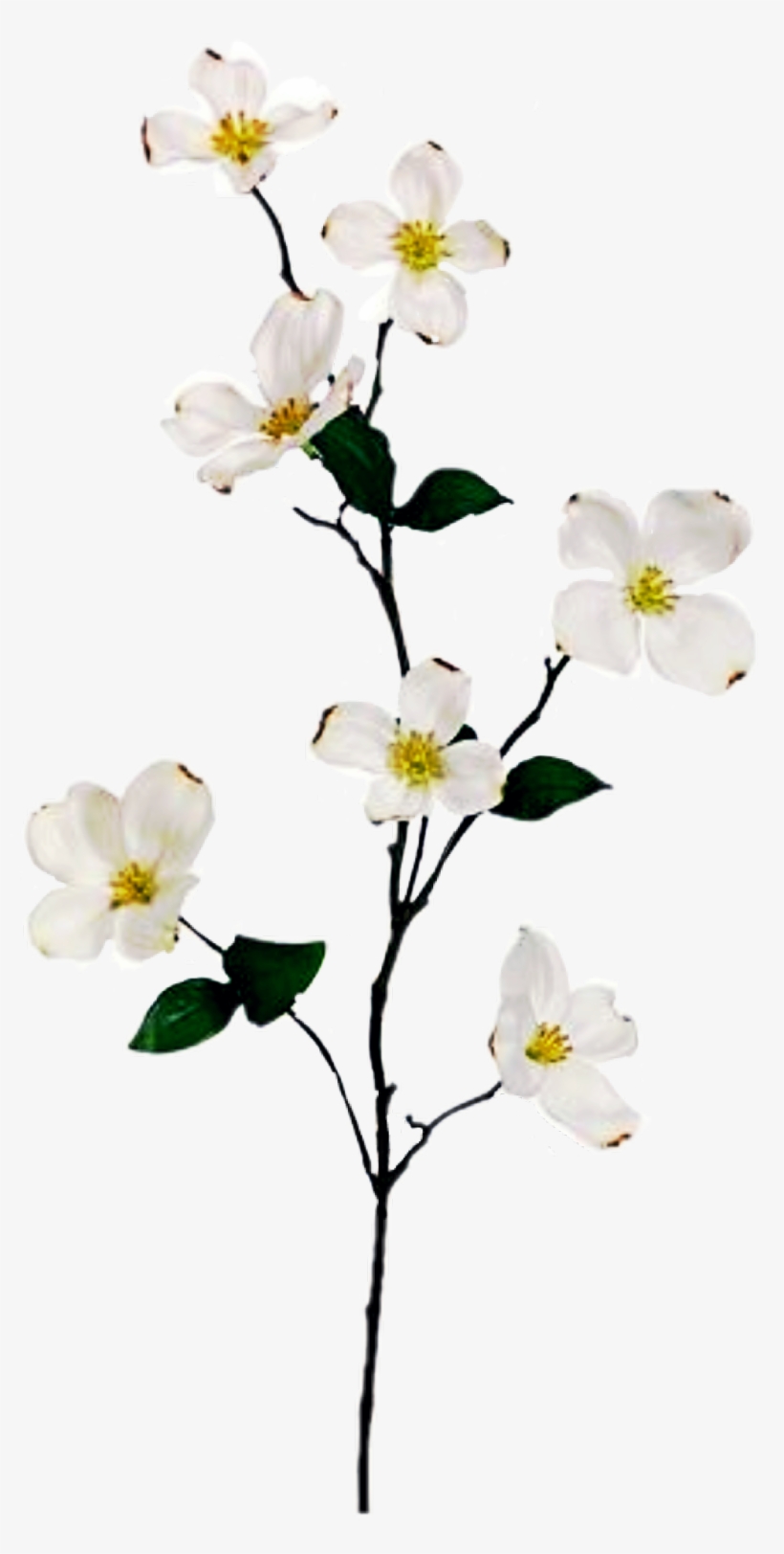 Dogwood Sticker - Flowering Dogwood, transparent png download