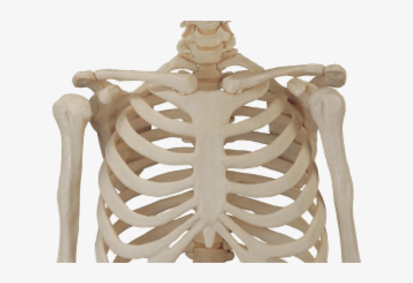 Human Skeleton Png, transparent png download