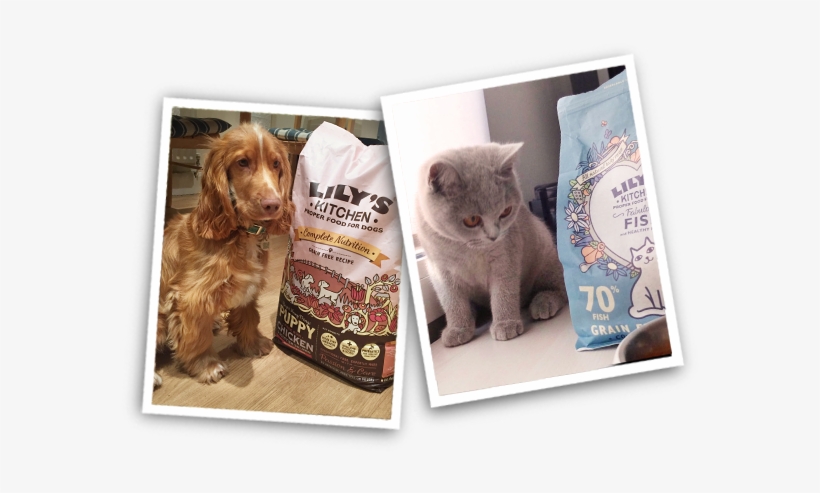 Find Out More - Cocker Spaniel, transparent png download