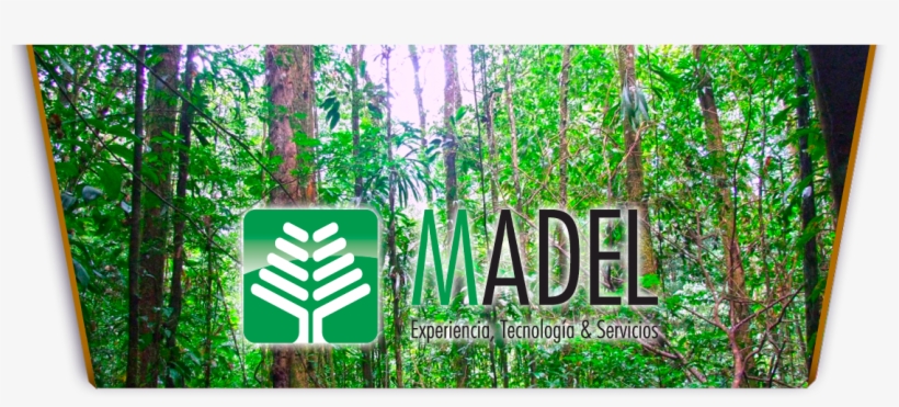 Header Image - 热带 雨林, transparent png download